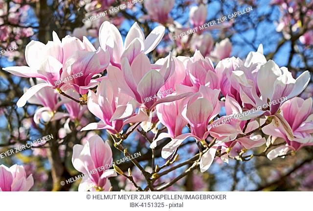 Blossoming Magnolia (Magnolia), municipal park Lahr, Baden-Württemberg, Germany