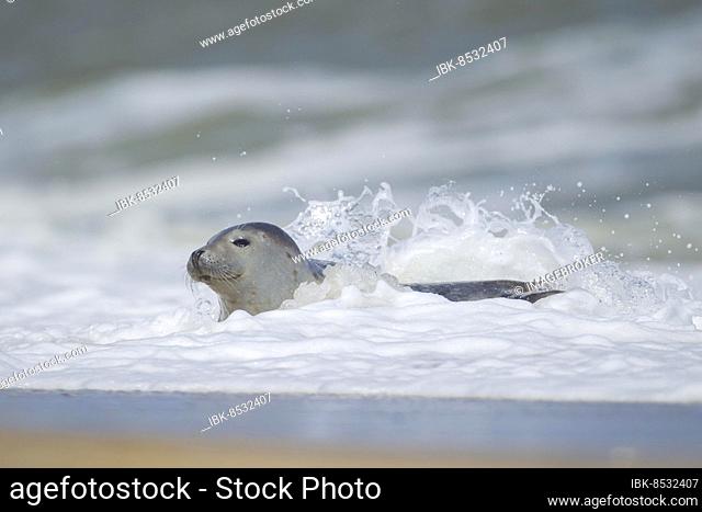 Common or harbor seal (Phoca vitulina) adult in the surf of the sea, Norfolk, England, United Kingdom, Europe