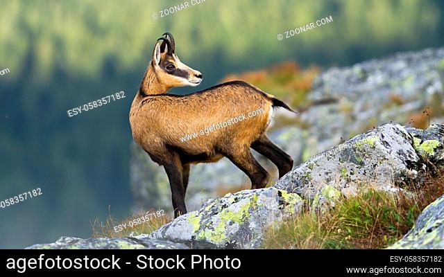 Alert tatra chamois, rupicapra rupicapra tatrica, standing on rocky horizon in mountains and looking behind. Agile wild mammal with brown fur and curved horns...