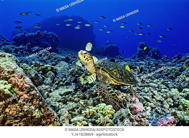 green sea turtle, Chelonia mydas, being cleaned by convict tang, Acanthurus triostegus, and gold-ring surgeonfish, Ctenochaetus strigosus, Kona, Big Island