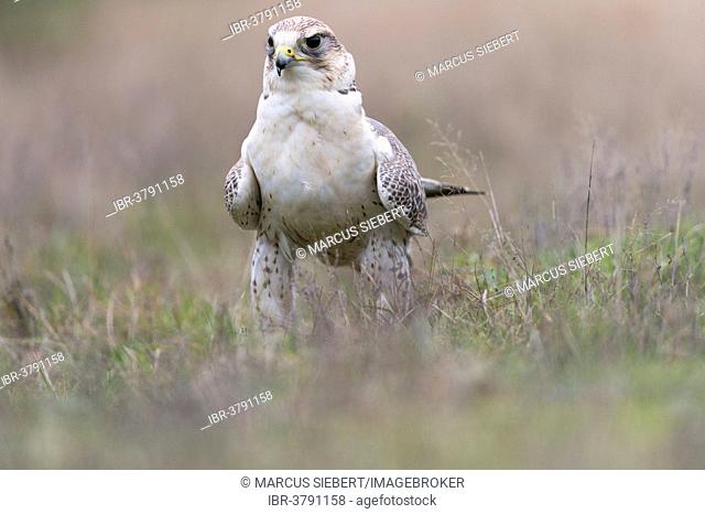 Saker Falcon (Falco cherrug), Baden-Württemberg, Germany