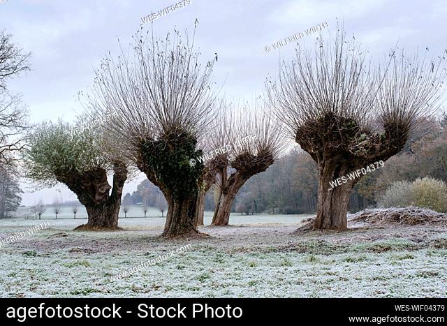 Pollarded willow trees in winter