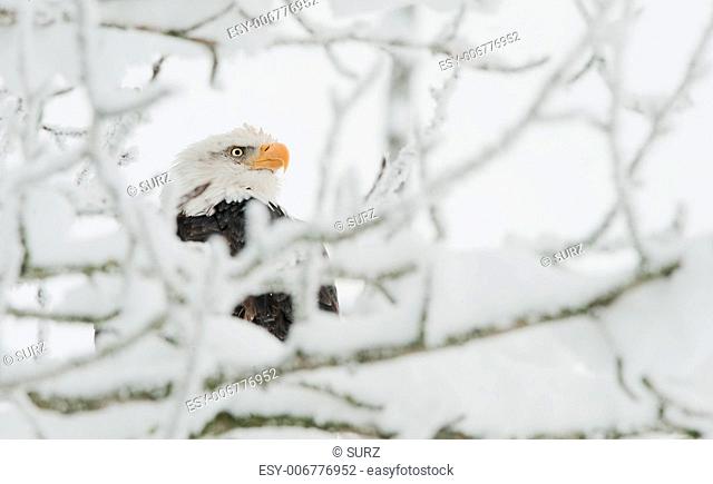Portrait of Bald Eagle sitting on a branch. Haliaeetus leucocephalus washingtoniensis