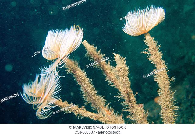Wreathy-Tuft Tube Worm (Spirographis spallanzanii)