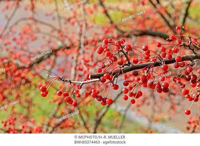 Sargent Crapapple (Malus toringo var. sargentii, Malus sargentii), fruits on a branch, Germany, Brandenburg