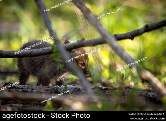 28 April 2021, Brandenburg, Potsdam: A fox cub exploring around the den. The red fox is one of the most widespread canine predators