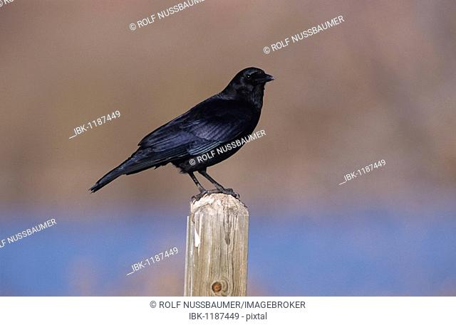 American Crow (Corvus brachyrhynchos), adult, Bosque del Apache National Wildlife Refuge, New Mexico, USA