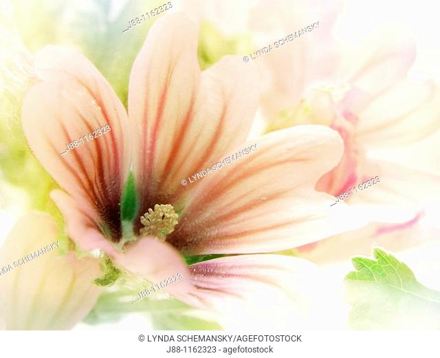 Malva sylvestris Mallow, French Hollyhock flowers