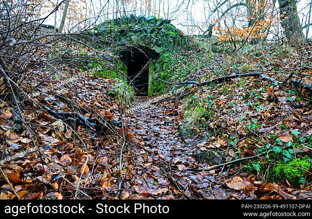31 January 2023, Brandenburg, Schönwalde: The entrance to a storage cellar is almost overgrown by moss and foliage near Dammsmühle Castle in the forest