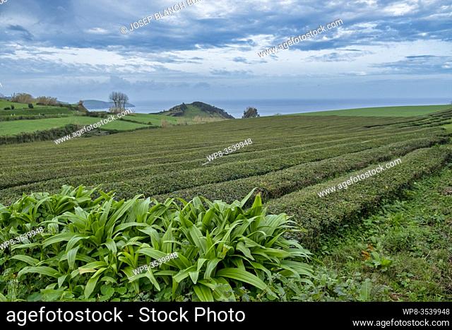 Portugal, Azores, Sao Miguel Island, Gorreana, Gorreana Tea Plantation, one of the last tea growers in Europe,