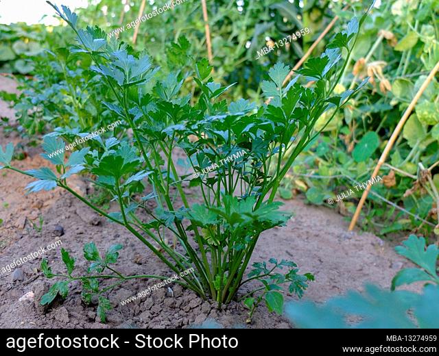 Flat leaf parsley 'Laura' (Petroselinum crispum) in a flower bed