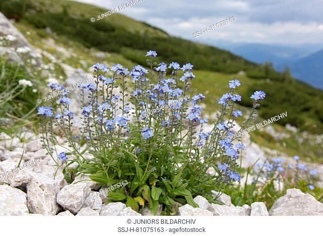 Alpine Forget-me-not (Myosotis alpestris), flowering plant. Hohe Tauern National Park, Carinthia, Austria