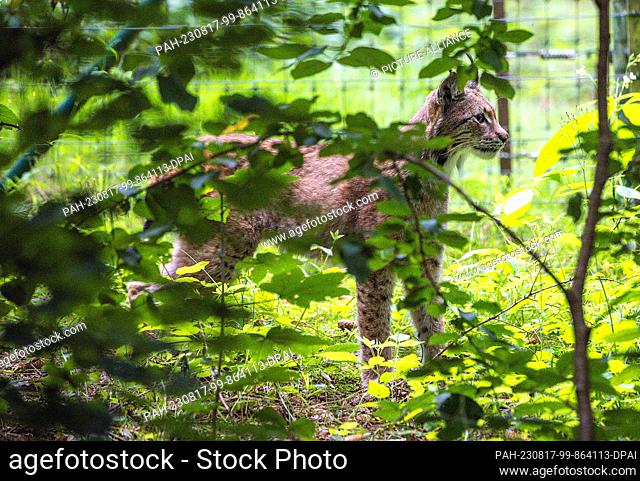 17 de agosto de 2023, Mecklenburg-Western Pomerania, Güstrow: Uno de los dos nuevos linces explora el bosque en el recinto exterior del Parque de Vida Silvestre...