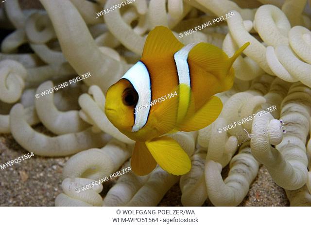 juvenile red sea clownfish, Amphiprion bicinctus, Red Sea, Egypt