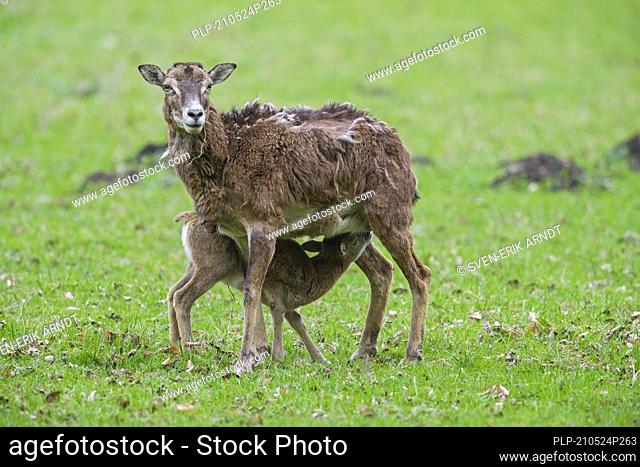 European mouflon (Ovis gmelini musimon / Ovis ammon / Ovis orientalis musimon) ewe / female with suckling lamb in grassland in spring