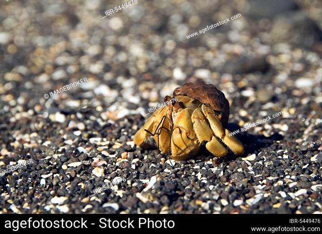 Galapagos Hermit Crab (Calcinus explorator), Isabela Island, Galapagos Islands, Ecuador, South America