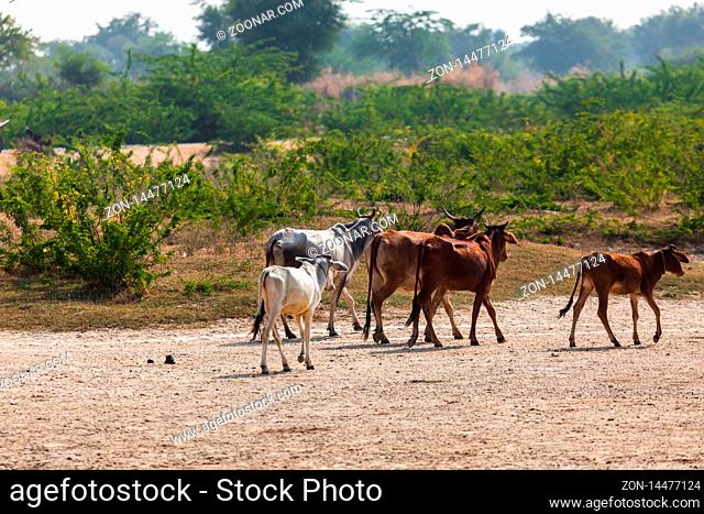 Sacred cows in India walk around Pushkar