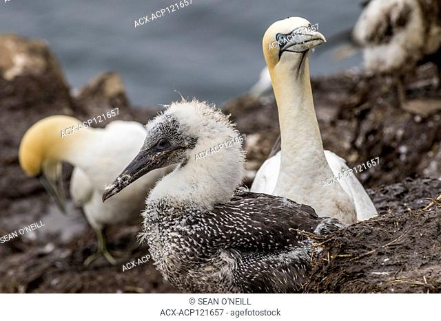 Northern Gannet, Morus bassanus, chick with parent at Cape St. Mary's ecological reserve, Newfoundland, Canada