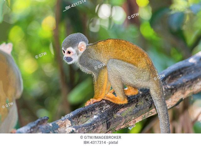 Squirrel Monkey (Saimiri sciureus), Amazonas State, Brazil