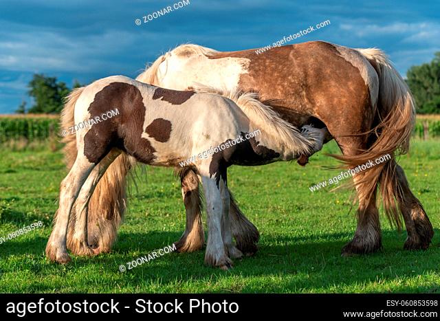 Irish cob horses in a pasture in spring. In the French countryside, horses go out into the meadows to graze on the fresh grass