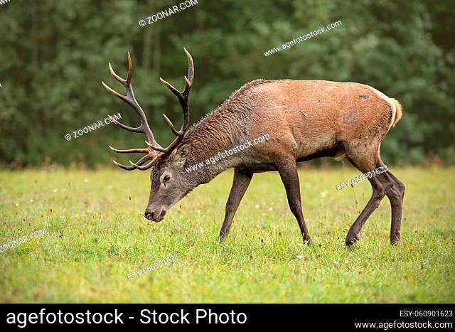 Red deer, cervus elaphus, stag grazing with head bowed on meadow with green forest blurred in background