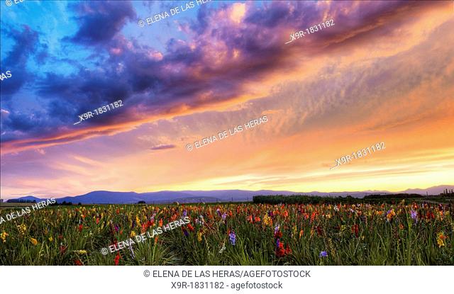 Gladiolus field near Strasbourg, Alsace, Haut-Rhin, France