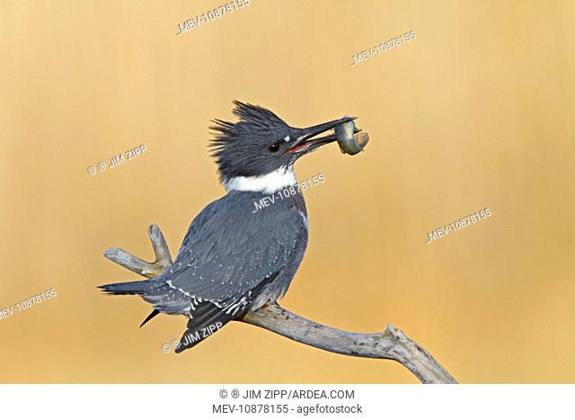 Belted Kingfisher - male with fish in mouth (Ceryle alcyon). December in CT, USA