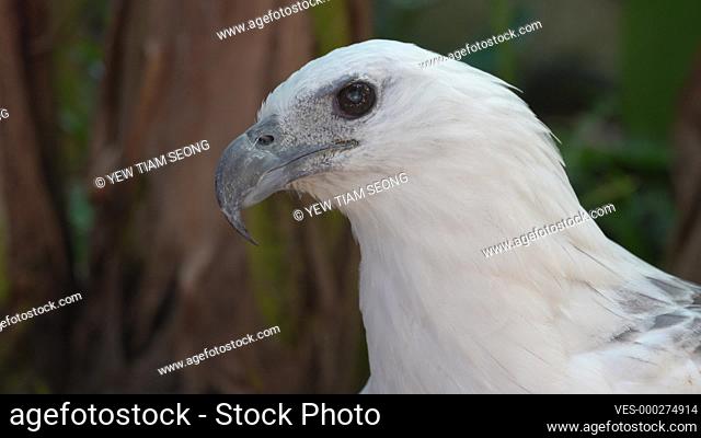 Close up eagle with sharp eye look around