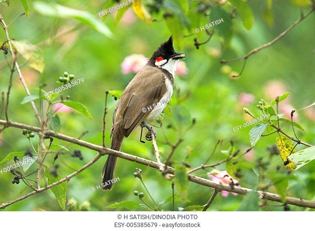 Birds ; Red Whiskered Bulbul pycnonotus jocosus at Horseley Hills ; Andhra Pradesh ; India
