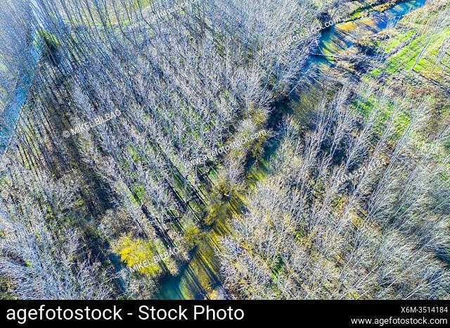 Ega river and poplar grove. Aerial view. Ancin area. Navarre, Spain, Europe