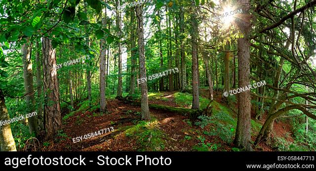Path through summer forest in Muranska Planina national park, Slovakia, Europe. Wide angle perspective of sun shining through green leaves of trees in nature
