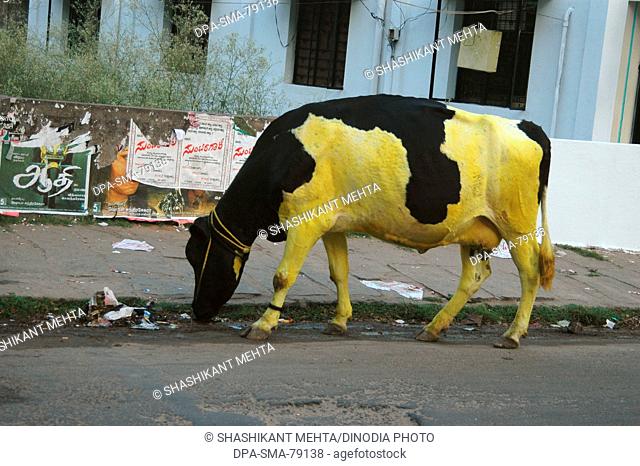 Black and yellow cow , Mysore , Karnataka , India
