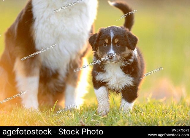 Australian shepherd and puppy on a meadow, Bavaria, Germany, Europe