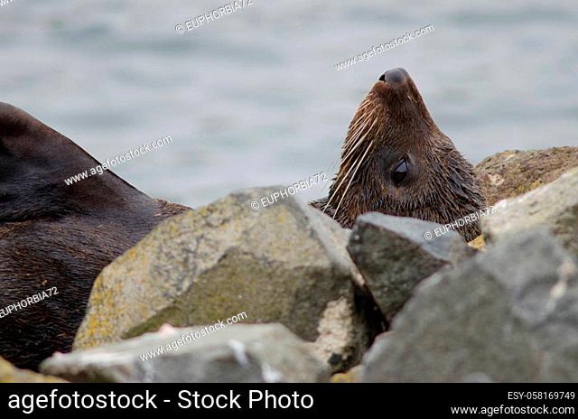 New Zealand fur seal Arctocephalus forsteri resting. Pilots Beach. Taiaroa Head Wildlife Reserve. Otago Peninsula. Otago. South Island. New Zealand
