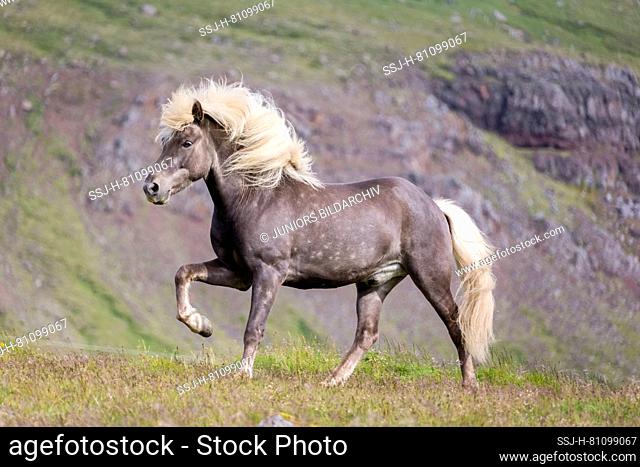 Icelandic Horse. Silver dapple stallion trotting in grass. Iceland