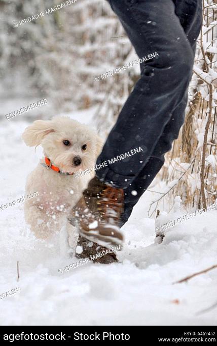snow, dog, sort