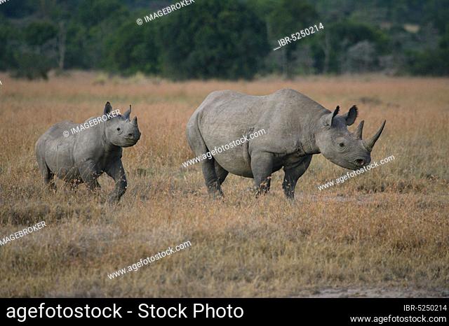 Black Rhinoceros (Diceros bicornis) with young, Kenya, Africa