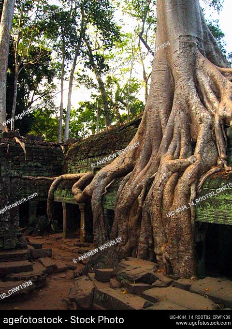 Tree roots creep over remains of unrestored Ta Prohm temple Angkor Cambodia