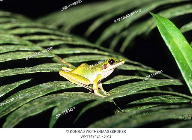 Frog in tropical rainforest, Gunung Leuser National Park, Sumatra, Indonesia, Asia