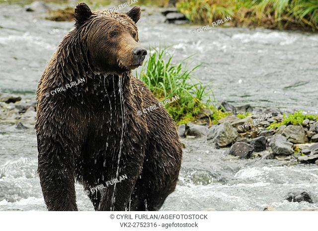 Female Grizzly Shedding Water Geographic Creek, Katmai National Park Alaska