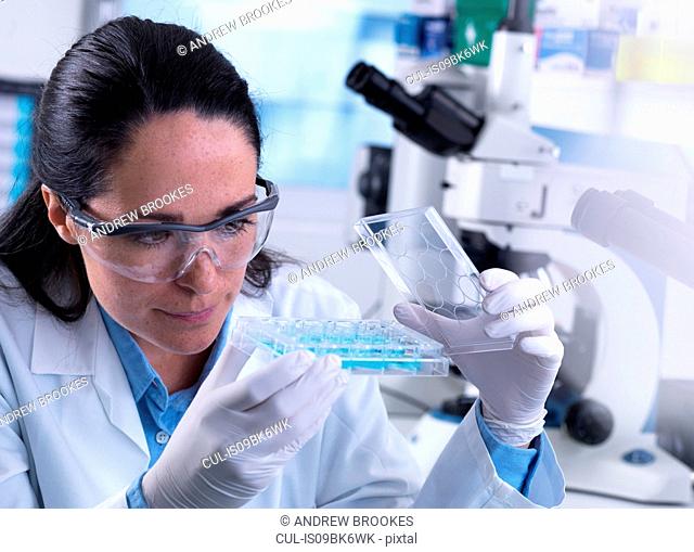 Scientist examining samples in multi well plate containing blood ready for automated testing