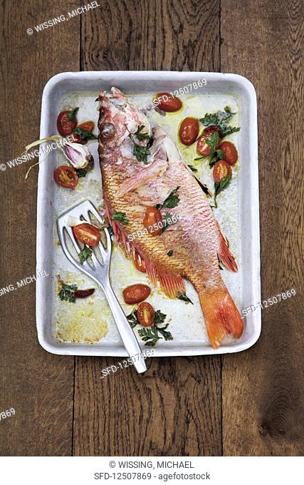 Dragon head fish with tomatoes, peperoncino, garlic and parsley