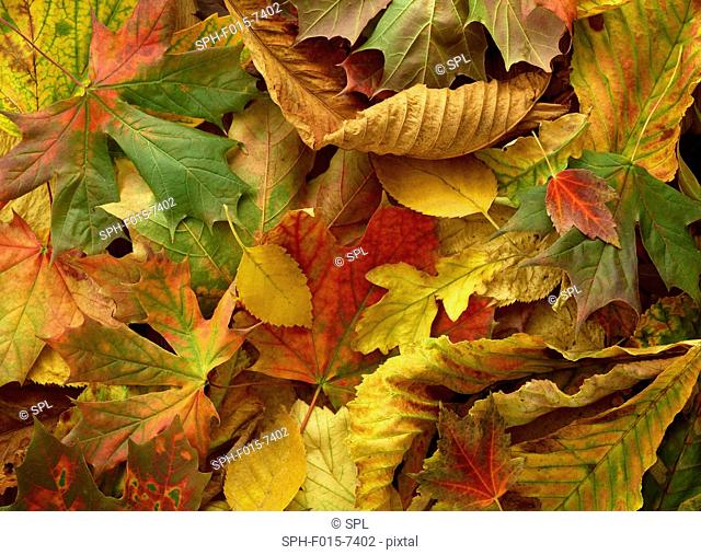 Autumn leaves, full frame