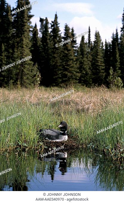Common Loon on nest reflected in lake (Gavia immer) Kenai Peninsula, Alaska, USA, June