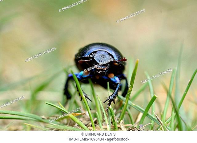 France, Vosges, the Vosges Mountains, Red Grass (1100 m), thatch, Bousier (Anoplotrupes stercorosus)