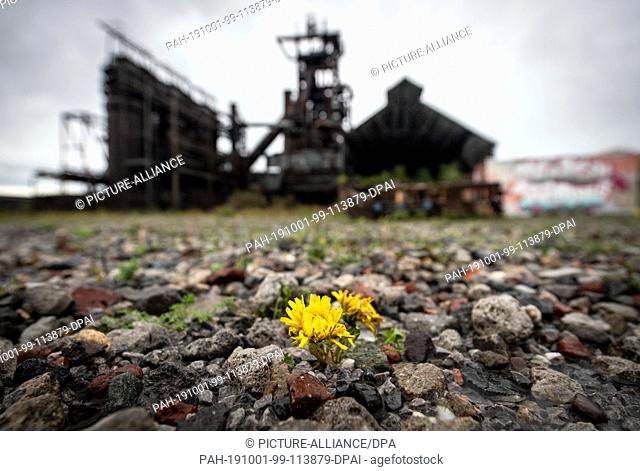 01 October 2019, North Rhine-Westphalia, Dortmund: Dandelion blooms on an industrial wasteland in front of the former Phoenix-West blast furnace