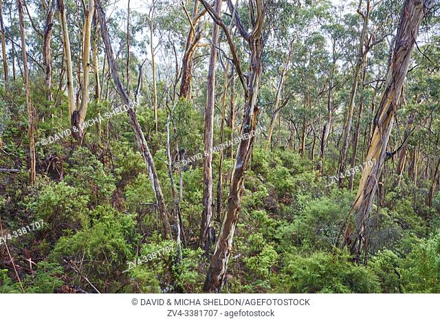 Landscape of a Gum tree (Eucalyptus) forest in spring, Koala Cove, Great Otway National Park, Victoria, Australia