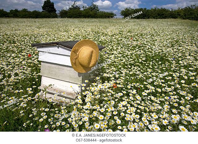 Traditional Bee Hive in Flowery Field Bucks UK