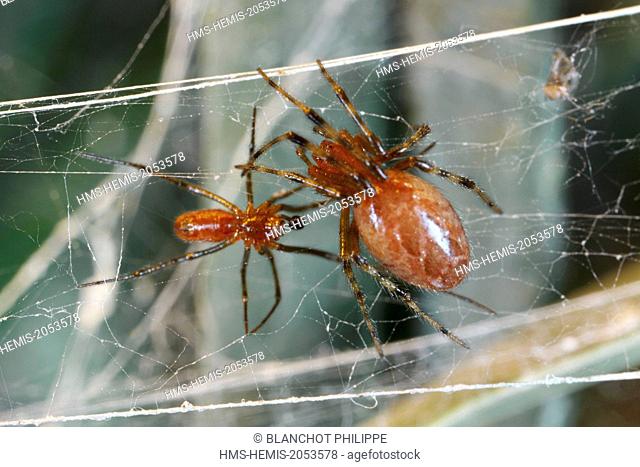 France, French Guiana, Araneae, Theridiidae, social spider (Anelosimus eximius), male and female on their web