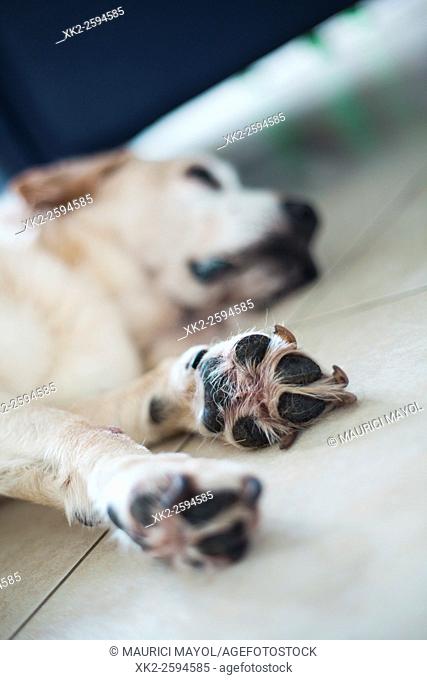 Detail of dog's feet while sleeping